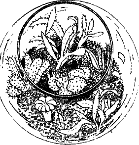 Садик в колбе